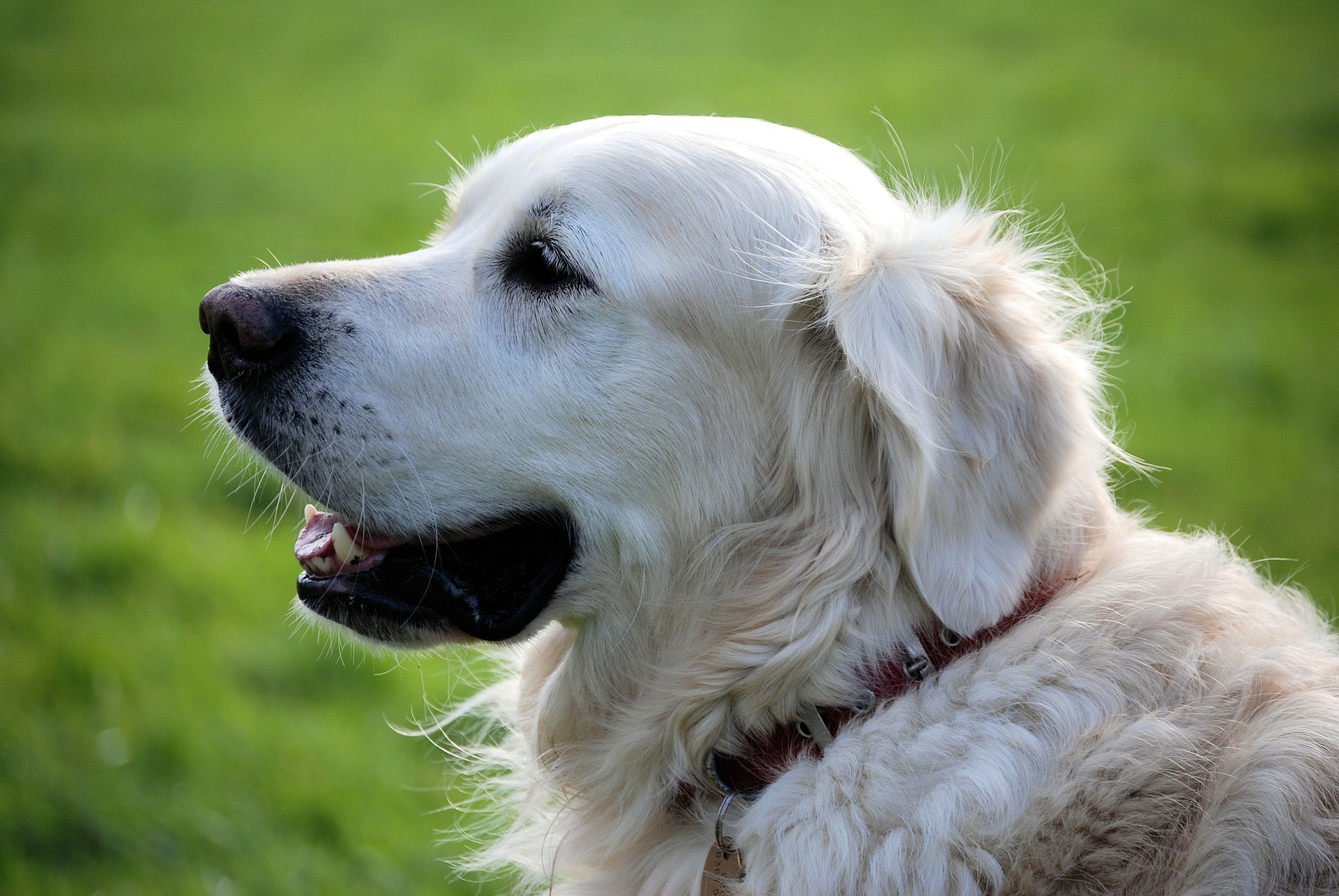 Beaphar voor dieren op de werkvloer