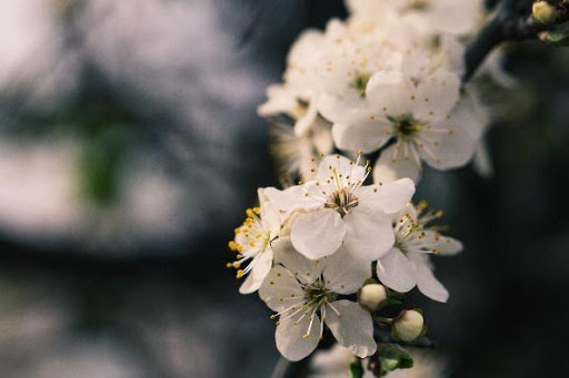 afbeelding van bloemen bij een uitvaart